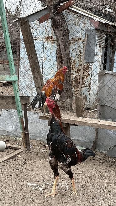 hamster satis: Heyratı xoruzu satılər hündür olan yaşı tamam olmuyub heç 10 aylıqında — 3