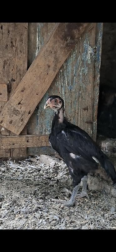 Heyratı cücələri dikətli və dəqiq oxu bu şəkildə olan heyvanların — 4