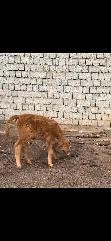 kənd heyvanları: Satlıq heyvan – inək ilə buzov dəsti - Növ: inək və yanında erkək — 8