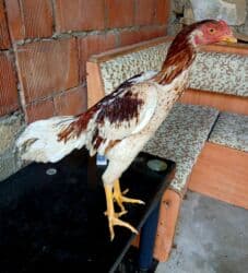 Inəklər, öküzlər: Xoruz, Yapon, il: 3, Pulsuz çatdırılma — 5