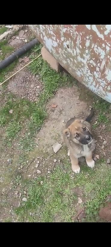 it heyvan: 2 ay, Erkek, Peyvəndli, Ünvandan götürmə — 1