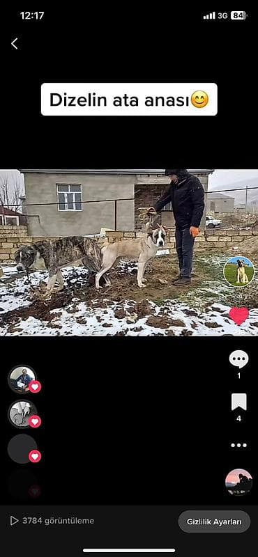 sirin pisik sekilleri: Qurdbasar, 2 il, Erkek, Peyvəndli, Ödənişli çatdırılma — 5