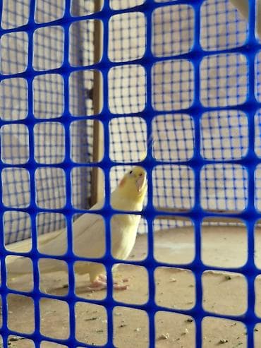 korella quş: Nimfa (cockatiel) tutquşları – 2 ədəd 2si biryerdə satılır sarı erkək — 4