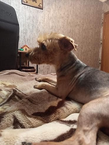 ov itleri: Yorkşir teryer, 10 ay, Erkek, Peyvəndli — 4