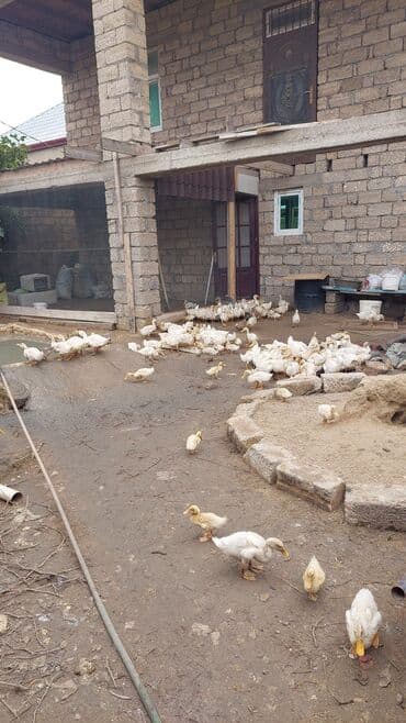 ördək balası və cücə: Məhsul: Ağ ördək balaları və yetişdirilən ördəklər Təsvir: - — 1