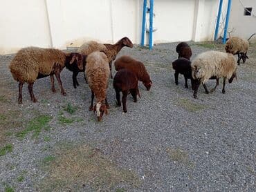 K/t heyvanları üçün mallar: Dişi, Qala, il: 1, 50 kq, Damazlıq, Ünvandan götürmə — 6