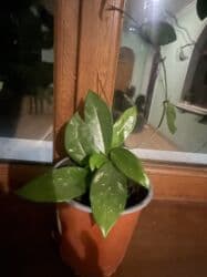 gulu: Butun guleri endirimnen satiram ancag xanimlara satiw olur — 27