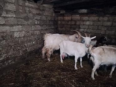 19 baş heyvandı 11 bala 7 ana 1 Erkey sağlam və cavan geyvanlardı