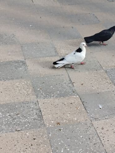 göyercin yuvası: Məhsul: Bəzək və uçuş üçün göyərçinlər Təsvir:salam. 4 eded goyercin — 7