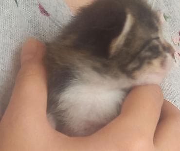 keçiler: Yaxşı əllərə — 4