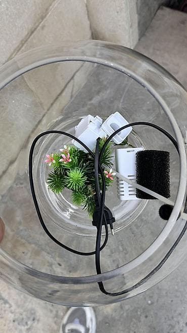 akvarium xırda balığı: Şüşə akvarium seti - Şəffaf, dairəvi şüşə akvarium qabı (balaca — 4