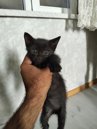 Erkək, Yaxşı əllərə, Ünvandan götürmə lalafo.az -da Erkək, Yaxşı əllərə, Ünvandan götürmə