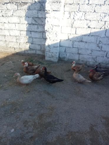 pisi: 8 fere yumurtalayir biri qara zümrüt fere biri Macar temiz findiq — 3