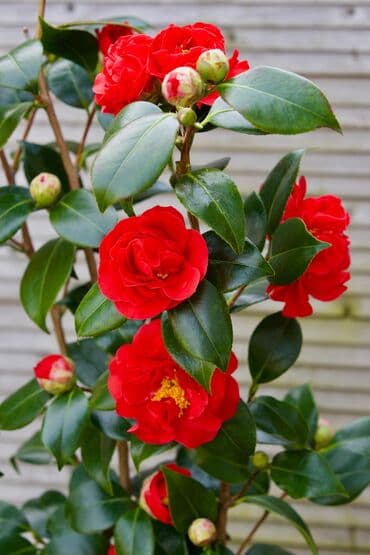 zeytun agaclari: Kameliya.Dibçeklerde böyelen.Sifarişləri Bakı ve diger bölgelere — 1