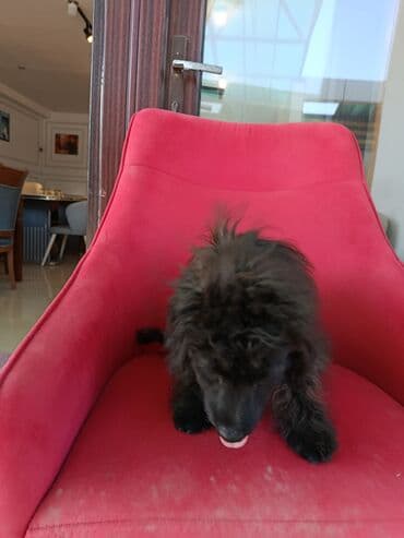 сколько стоит щенок акита ину: Пудель, 4 месяца, Самка, Для вязки, Самовывоз — 4