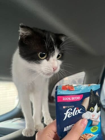 pişik sumkası: Dişi, Yaxşı əllərə, Ünvandan götürmə, Ödənişli çatdırılma — 1