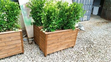 taxta dibcekler: Gül üçün dibçək. sadəcə mart ayının sonuna kimi taxta gül dibçəkləri — 1