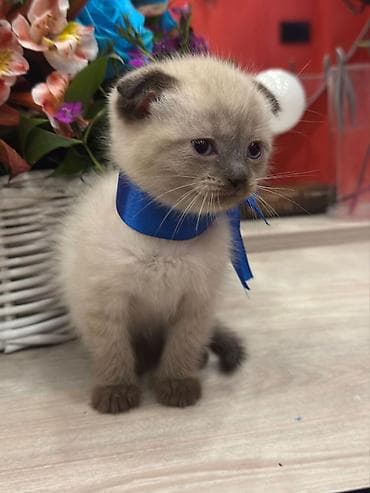 pişik latoku: Şotland — 3