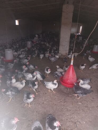 dovşan şəkilləri: Toyuq, Ətlik — 1