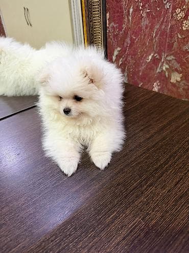 afcarka balasi satilir: Şpitz, 2 ay — 2