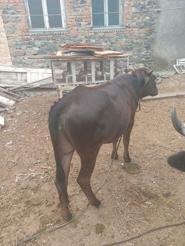 İtlər: Mal-qara satılır – gənc dana/buzaq sürüsü - Şəkillərdə bir neçə baş — 4