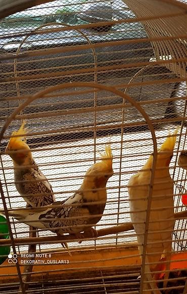 Quşlar: Salam. valnisti ve cex cexden donme cex vistivkanin qarisigi adi ile — 10