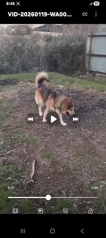 ucuz ev itleri: Alman çoban iti — 9