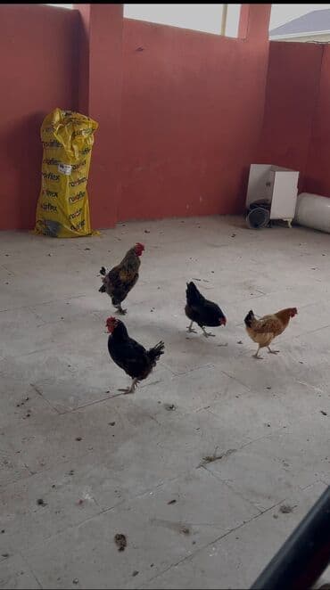 купить цыплят несушек: Курица, Broyler, Для яиц, Самовывоз — 4