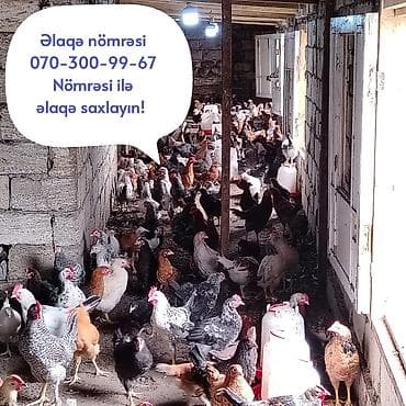 sultan xoruzu: Yerli təsərrüfatdan toyuqlar – qarışıq yumurta yönümlü cinslər - — 1
