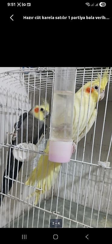 Karella sultan papuqayi satiram hazır cütdu. balaliyiblar, yenede