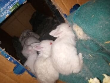 Куры: Ağ tüklü dovşan balaları.anasi atasi hamsi biryerde satilir.anasi — 7