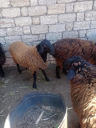 qax heyvan bazar: Erkək, Qala, il: 1, 55 kq, Damazlıq, Ətlik, Ünvandan götürmə — 8