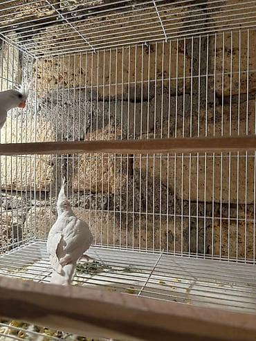 Голуби: Karela qiymet 240 azn 2si cutduler Ağ rəngli nimfa tutuquşuları — 6