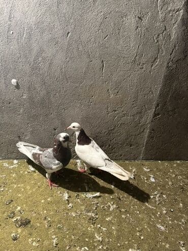 Iran Khodro: Qiymet sondu 2 side erkeydi — 1