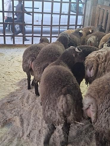 Птицы: Qoyunlar – ətlik-yunlu, quyruqlu tip Məhsul təsviri: - Şəkillərdə iri — 5