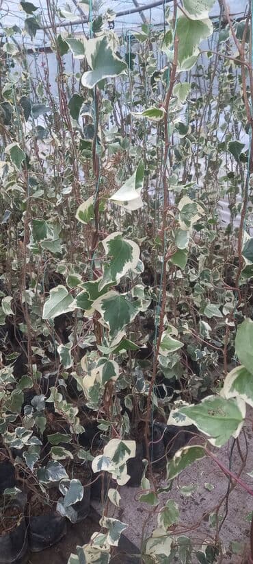 Ağaclar: Hedera (pluş) -Həmşə yaşıl divara özü yapışan .küləyə soyuğa davamlı — 3