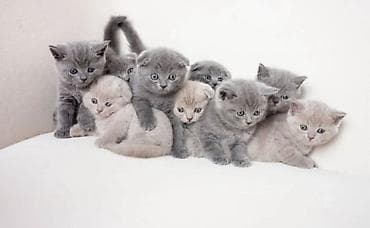 Şotland yastı qulaq