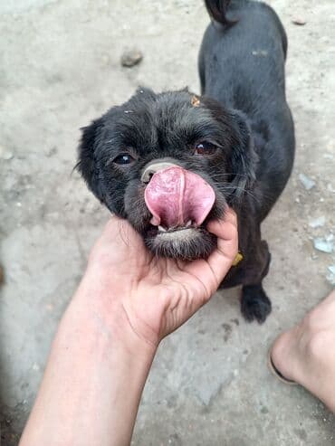 dişi itlər: Pekines, 2 il, Dişi, Cütləşmə üçün — 2