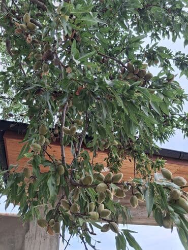 papaya meyvesi qiymeti: Bu, böyüməkdə olan badam ağacının bir şəklidir. Ağac bol yarpaqlara və — 3
