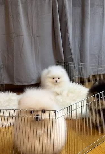 it bala: Şpitz, 2 ay, Dişi, Sənədli, Ünvandan götürmə — 1