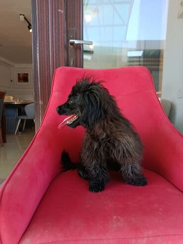 сколько стоит щенок акита ину: Пудель, 4 месяца, Самка, Для вязки, Самовывоз — 3