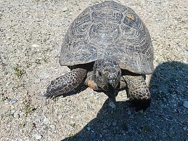 Quru suda yaşayan tısbağa - Növ: quru tısbağası (yerdə gəzən, güclü