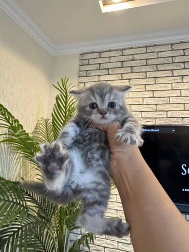 pişikler ucuz: Şotland — 9