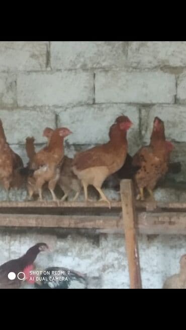 cuceye verilen adlar: Toyuq, Yumurtalıq — 3