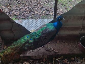 amadin quşu: Tovuz quşu satılır 5 yaşı var sağlamdir yaxşı saxlanılıb heç bir — 1