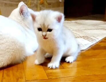 отдам котят в хорошие руки: Британская, В добрые руки — 5