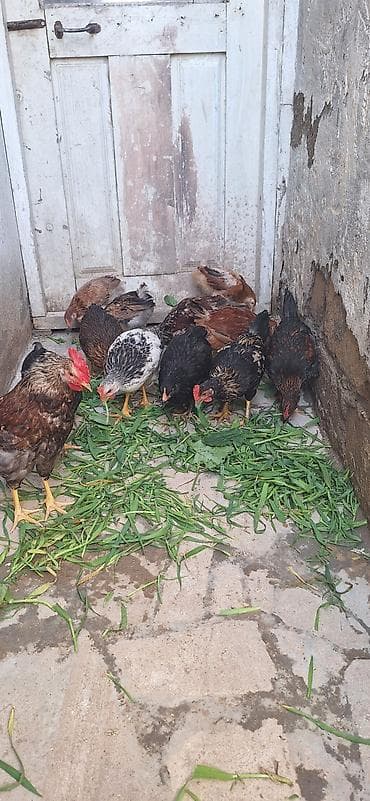 Toyuq, Damazlıq, Ödənişli çatdırılma