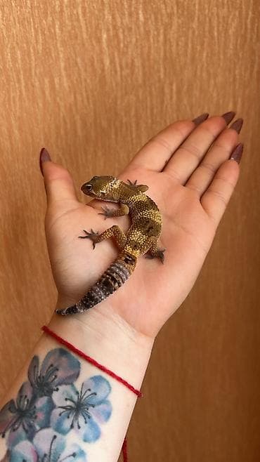 2 dişi qiymet 1ne aiddir . Cüt endirimli olacaq Növ: Leopard gekko