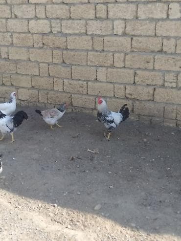 Hinduşkalar: Xoruz, il: 1, Ünvandan götürmə — 5