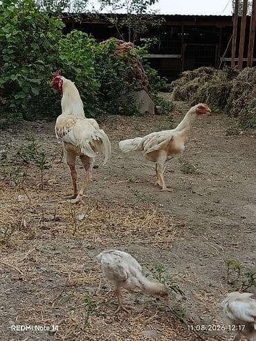 satdig quslar: Ağ rəngli xoruz 11 aylig xoruz du heç bir prablemi yoxdu vaksinləri — 10